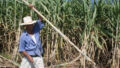 Ola de contagios entre los azucareros que piden mayores controles y una baja en los ritmos de la zafra