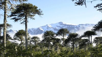 Chile: Obispos llaman al di�logo por la paz en Araucan�a