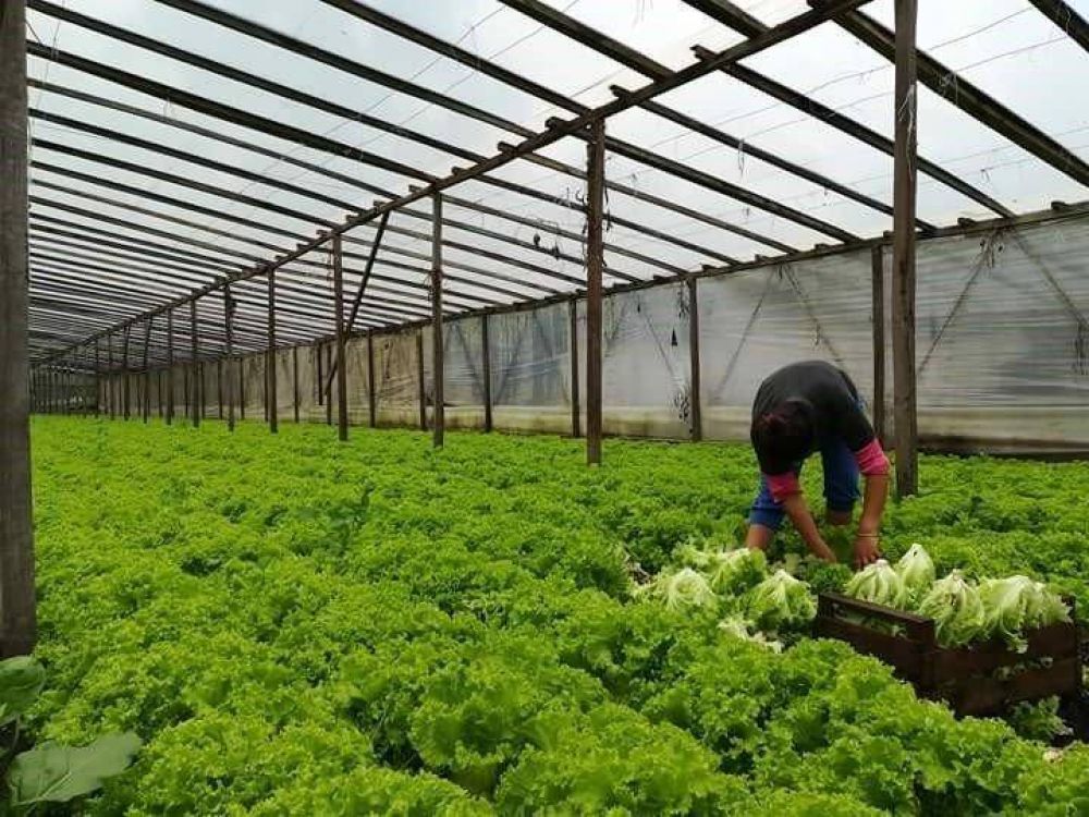 El consumo de nicho que se hizo masivo por la cuarentena: el boom de los bolsones de verdura agroecológica