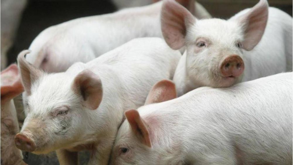 Acuerdo con China por carne de cerdos se firmar en noviembre