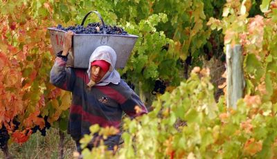 Paritarias: Acuerdan incremento salarial del 40% para trabajadores vitivincolas