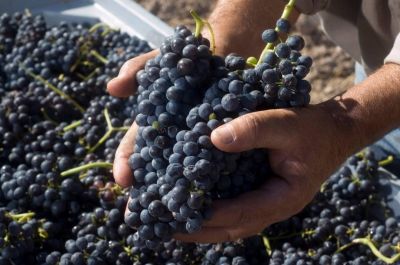 Solicitan suspender incremento salarial a trabajadores vitivinícolas
