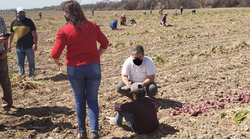 Trabajo infantil: descubren a nios cosechando cebollas en condiciones inhumanas en Santiago del Estero