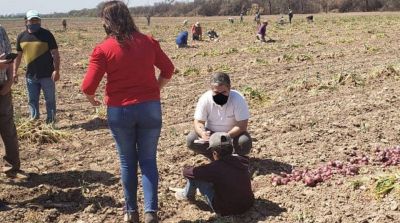 Trabajo infantil: descubren a niños cosechando cebollas en condiciones inhumanas en Santiago del Estero