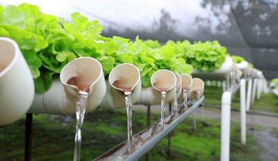 Hidropon�a: un sistema de cultivo a favor de la salud y el medioambiente