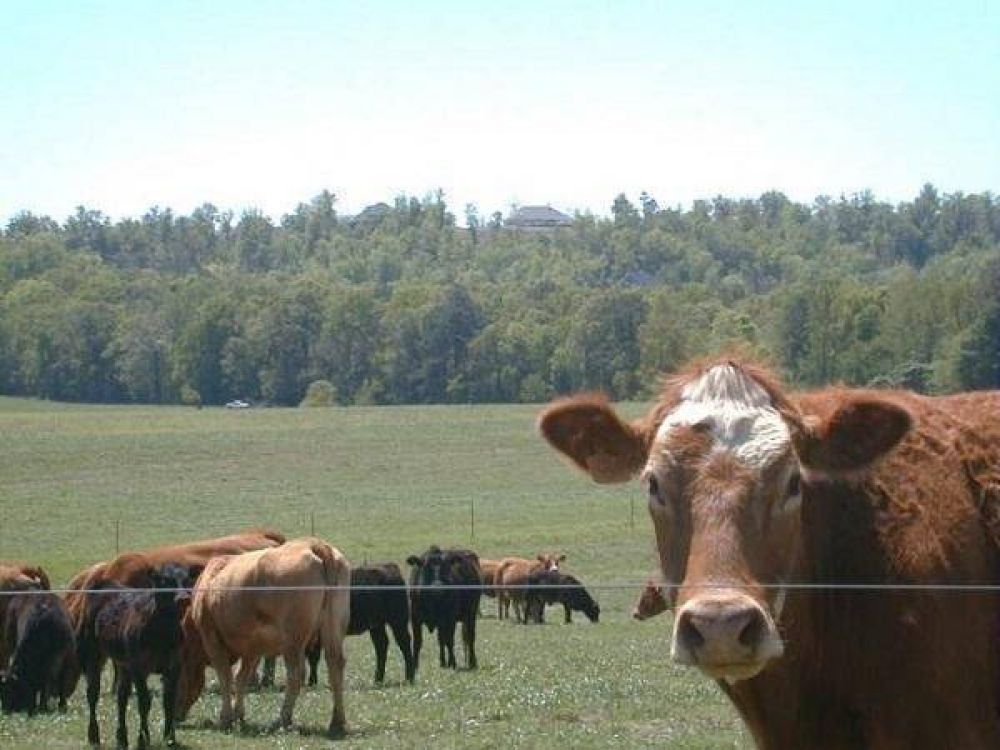 El 75% de la cra de ganado del Departamento Ro Cuarto est en manos de pequeos productores