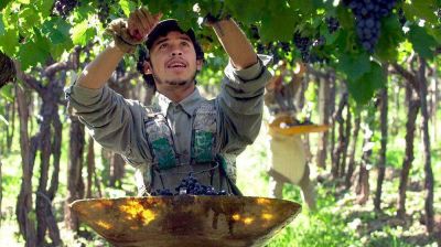 Ante la ausencia de trabajadores golondrina, Mendoza busca reconvertir 10 mil desocupados para emplearlos en vi�as