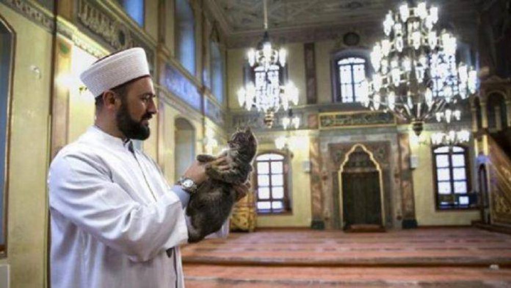 El gato, un animal popular entre los musulmanes