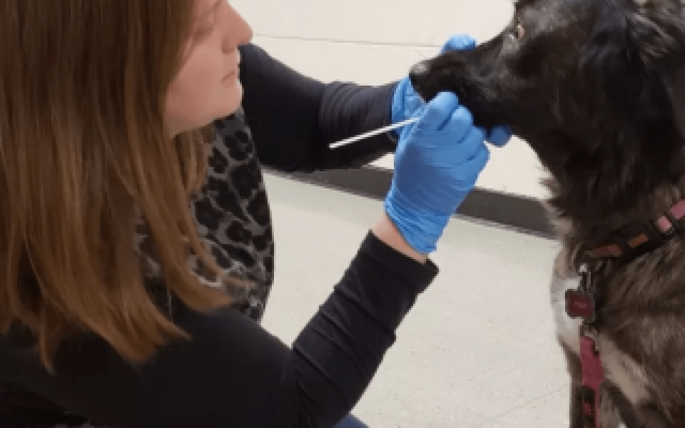 Universidad de La Plata teste a un centenar de animales para saber si contagian COVID