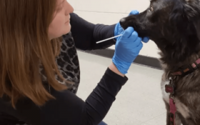 Universidad de La Plata teste� a un centenar de animales para saber si contagian COVID
