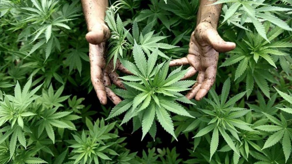 Un proyecto que salda las deudas de la Ley de Cannabis aguarda tratamiento