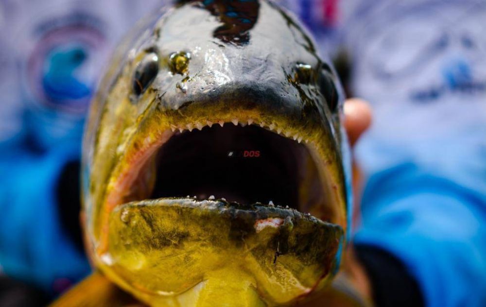 Pesca en Corrientes: desestiman la posibilidad de aplicar una veda total en el ro Paran