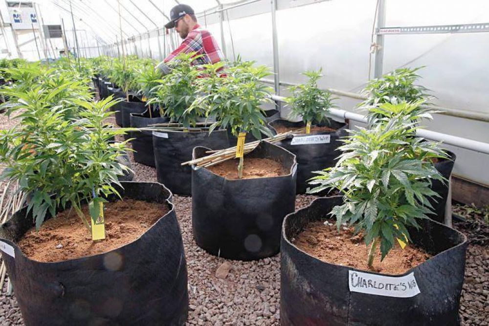 La Legislatura portea debatir una ley que autoriza el autocultivo de cannabis medicinal