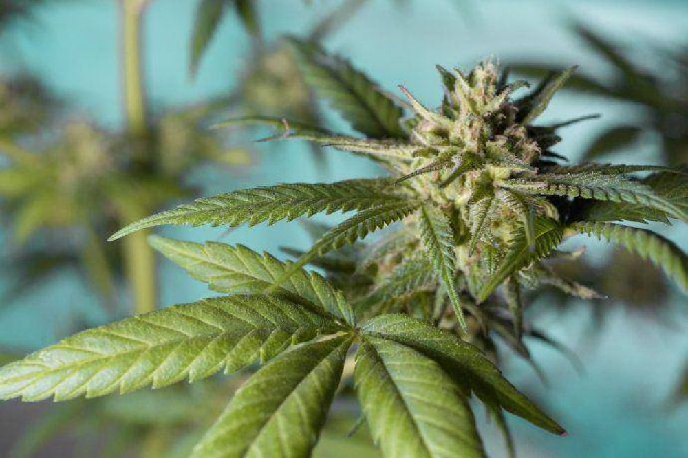 Reglamentan el uso de cannabis medicinal en el pas