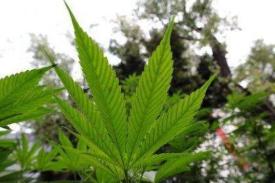 Por unanimidad, la Legislatura legaliz� el uso medicinal del cannabis en la Ciudad