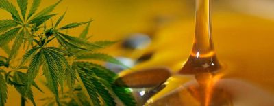 Cardozo afirm� que C�rdoba adherir� a la ley de Cannabis medicinal