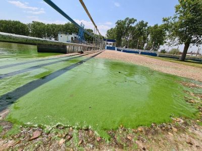 Las algas permanecen en la costa de la Región y piden extremar el cuidado del agua