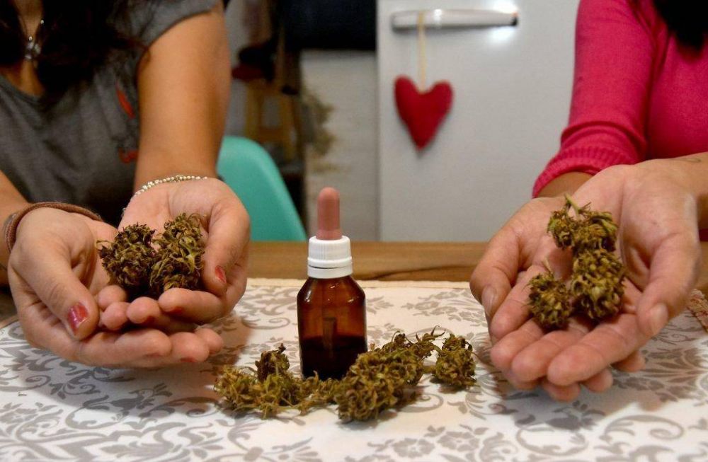 Cannabis medicinal: Mar del Plata une esfuerzos para satisfacer la demanda