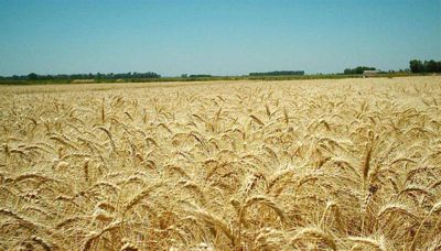 Comienzan los análisis de calidad e trigo gratuitos para productores