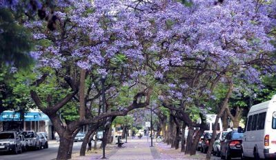 La ciudad se viste y se alfombra de violeta: florece el jacarand�