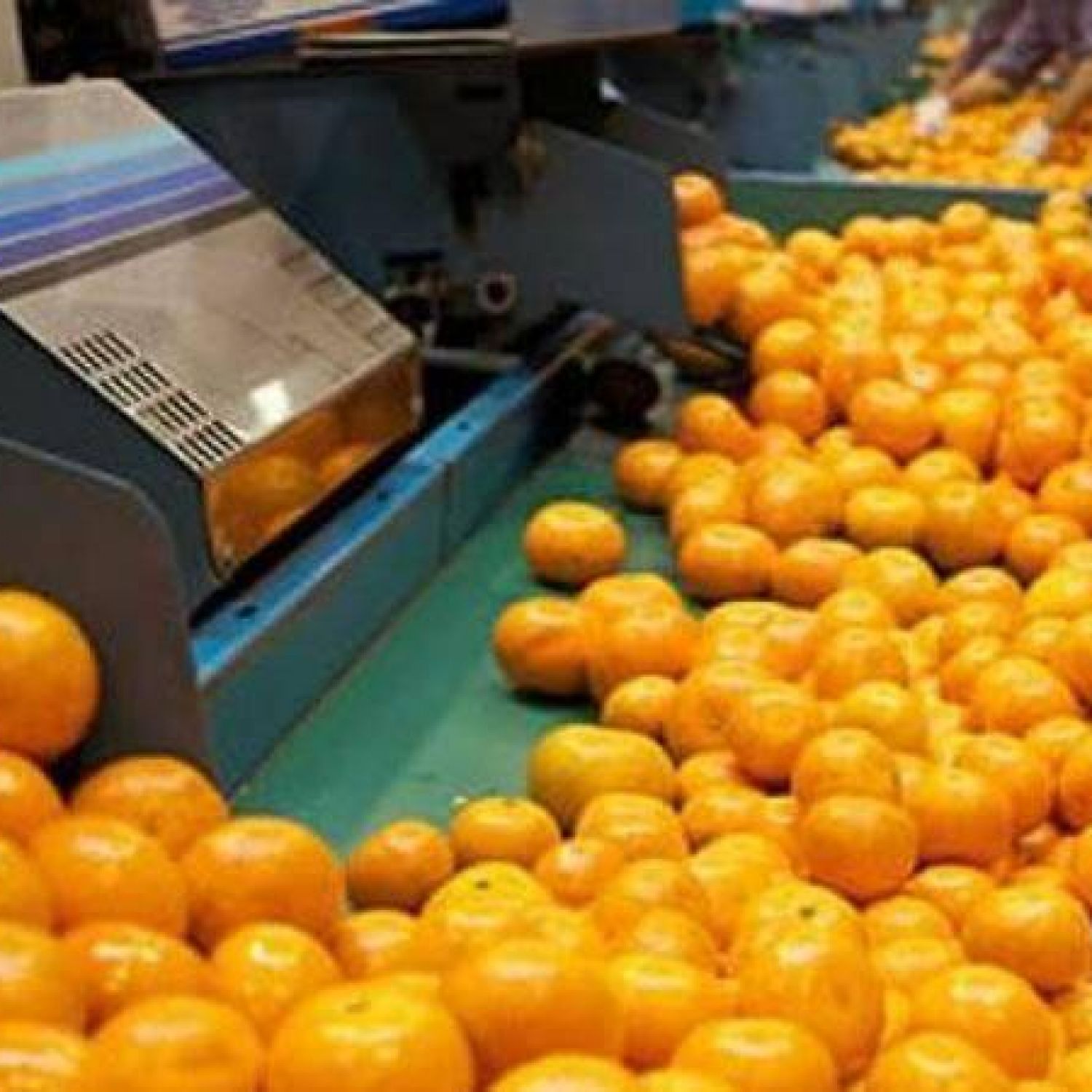 La Exportación De Jugo De Naranja Es La Más Alta En 11 Años