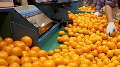 La exportaci�n de jugo de naranja es la m�s alta en 11 a�os