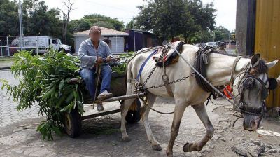 Merlo aplica controles para eliminar la tracci�n equina