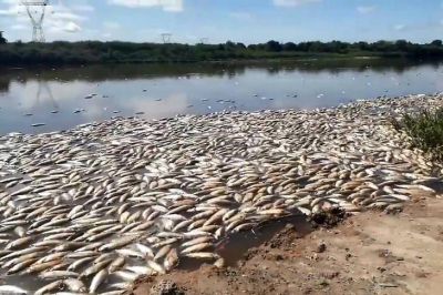 Encontraron agrotóxicos en los peces muertos del río Salado