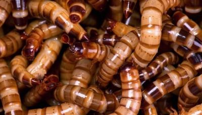 Europa aprobó por primera vez a un insecto como “comestible para consumo humano”