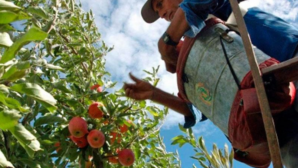 Trabajadores de la fruta en Río Negro acordaron aumento global del 40,5 por ciento