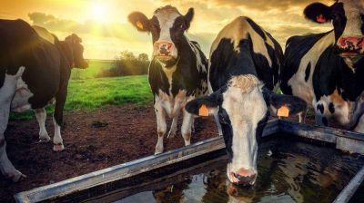 C�rdoba: reclaman �federalismo� en programa nacional de carne