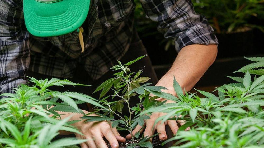 Luz verde de Salud al proyecto de cultivo de cannabis con fines de investigacin