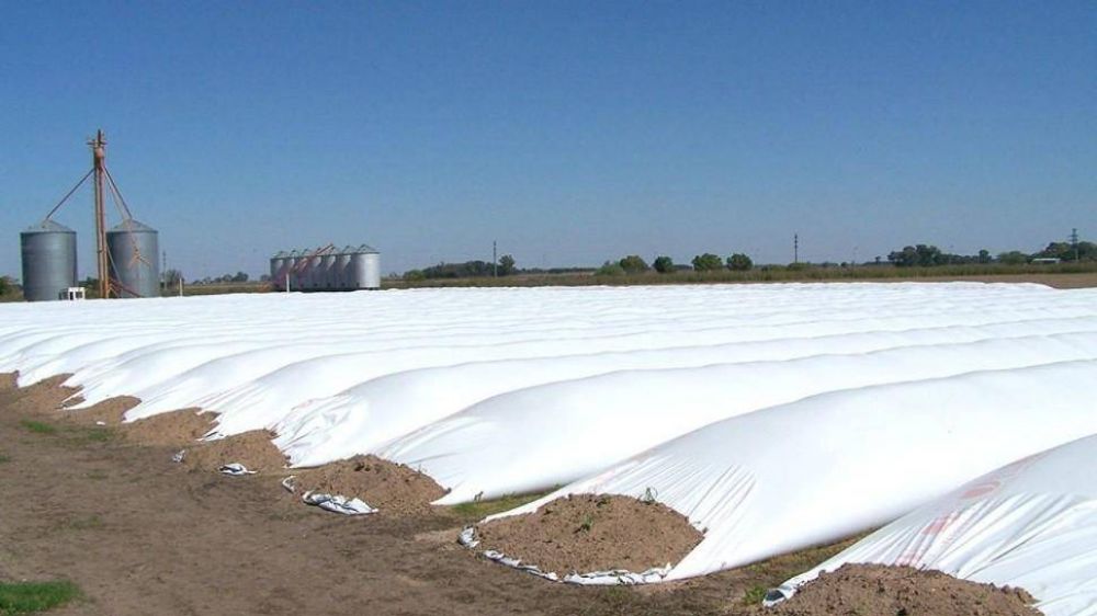 Dlares del campo: el BCRA prepara una medida para agilizar la liquidacin de granos