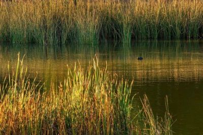 Garro quiere reglamentar los l�mites de los humedales de la zona sur de La Plata
