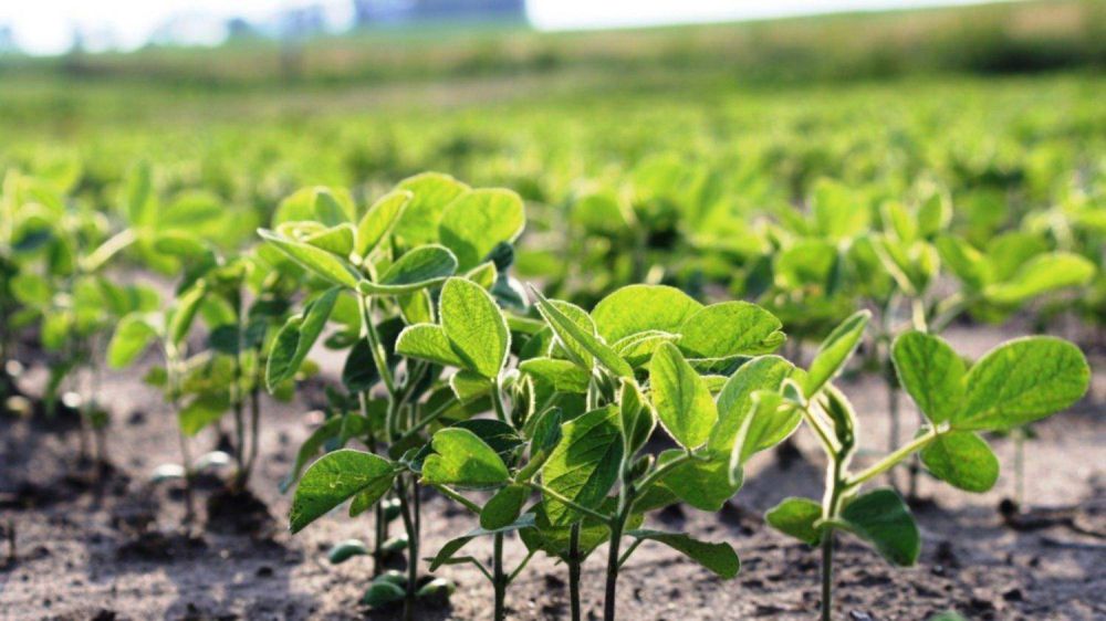 Ms de 40.000 pequeos productores de soja ya reciben reintegros de retenciones