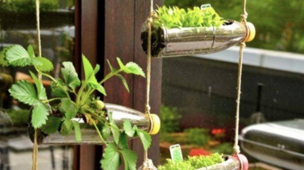 Vegetales que podrs cultivar en botellas plsticas