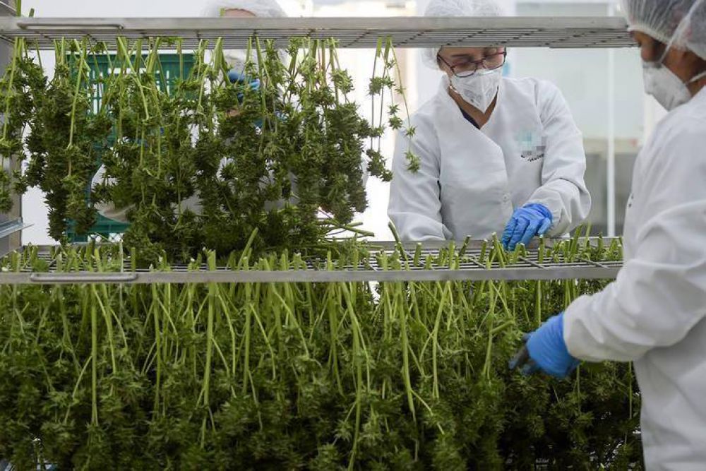 El presidente anunci que promover el uso de cannabis con fines medicinales y la cmara del sector lo celebr