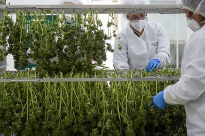 El presidente anunci� que promover� el uso de cannabis con fines medicinales y la c�mara del sector lo celebr�