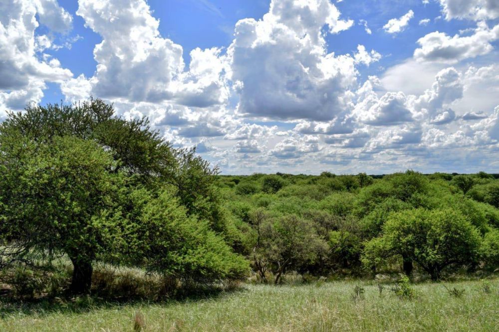 Futura creacin del Parque Nacional del Bosque de Caldn en La Pampa: Estamos trabajando para lograr financiamiento internacional