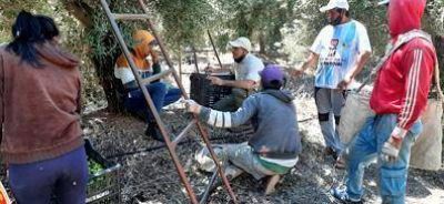UATRE y RENATRE relevaron 1250 trabajadores del sector oliv�cola en La Rioja