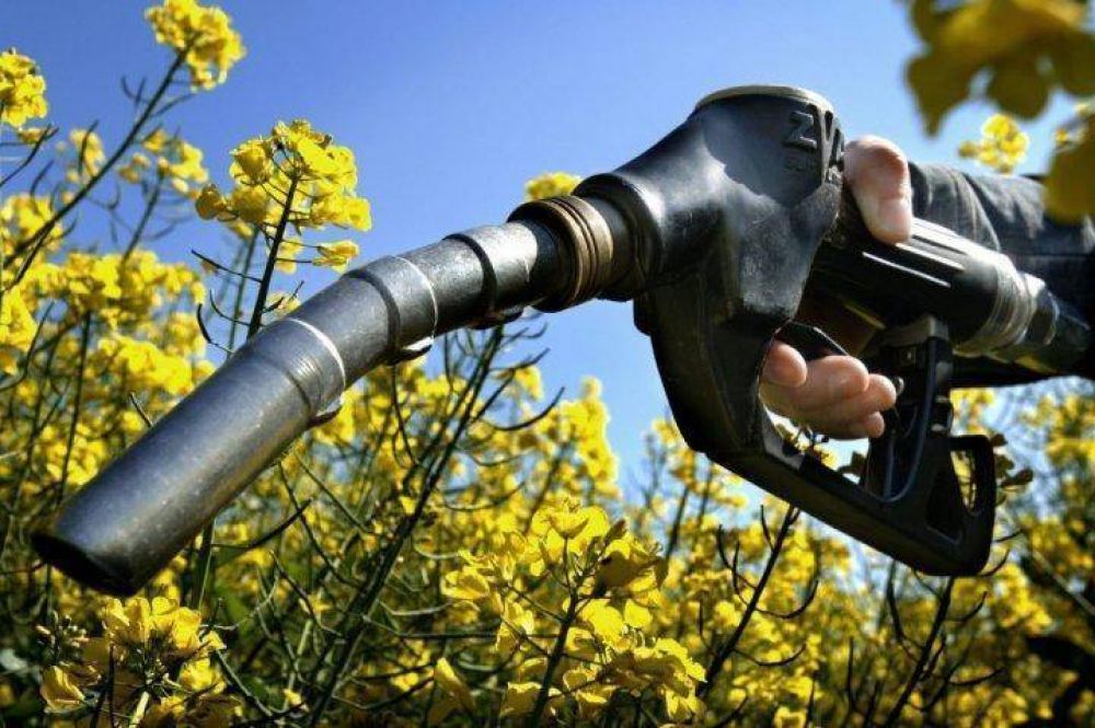 Ley de biocombustibles: las claves del proyecto que impulsa el Gobierno