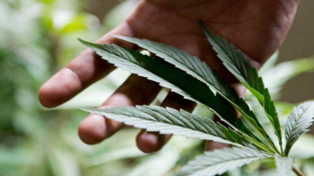 San Luis producir cannabis medicinal y fomentar su cultivo, industrializacin y comercio