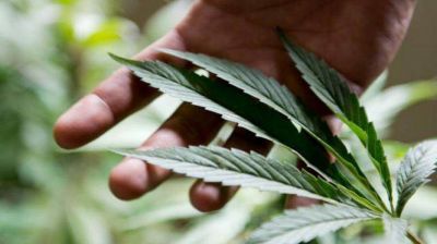 San Luis producir� cannabis medicinal y fomentar� su cultivo, industrializaci�n y comercio