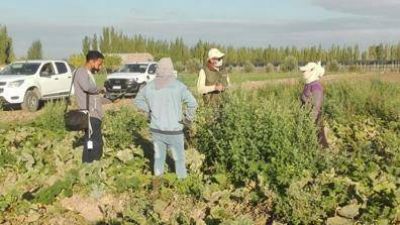 No est� registrado el establecimiento donde el due�o atropell� adrede a un trabajador rural