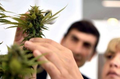 La UNLP cuenta con la aprobaci�n para cultivar cannabis con fines cient�ficos