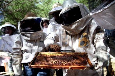 Organizan el primer concurso de mieles de La Pampa