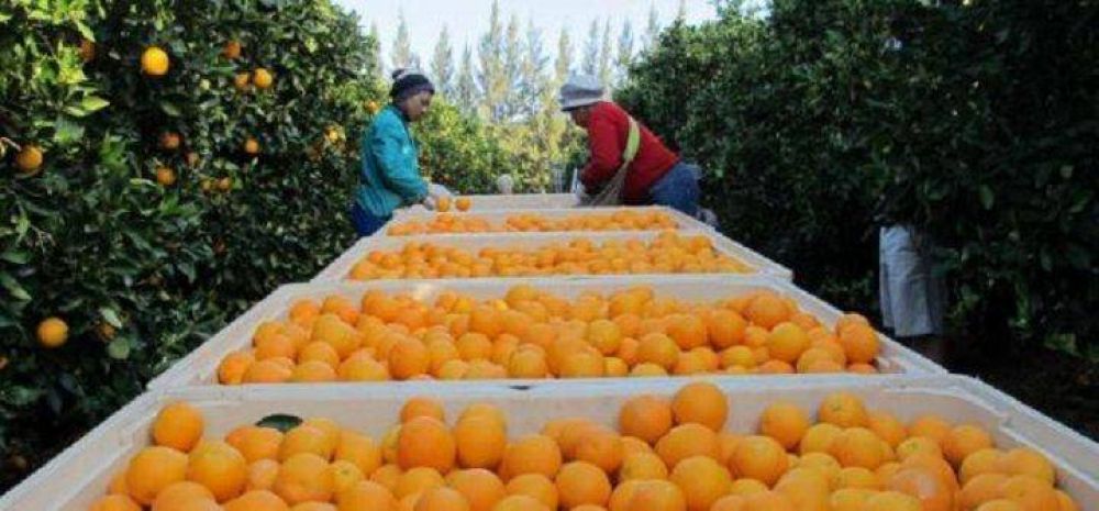 Empezaron las paritarias para los trabajadores de la cosecha, y Alcides Camejo resaltó: “Los empresarios deben entender que el ingreso digno de los trabajadores es un derecho”