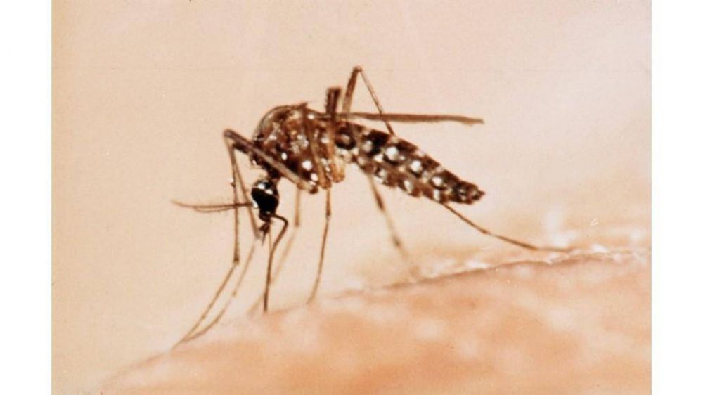 Salta: Una mujer muri por una nueva cepa de dengue