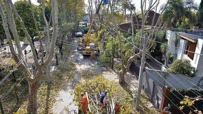 El gobierno municipal puso en marcha el Plan de Poda en diversas localidades de Tigre