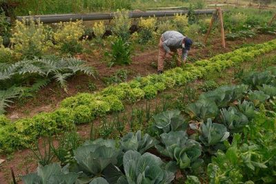 De raz, cambios en la produccin de alimentos y la distribucin de la tierra